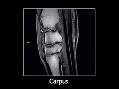 Clinical Image - G-scan equine: Carpus