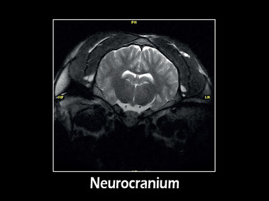 Clinical Image - G-scan equine: Neuro