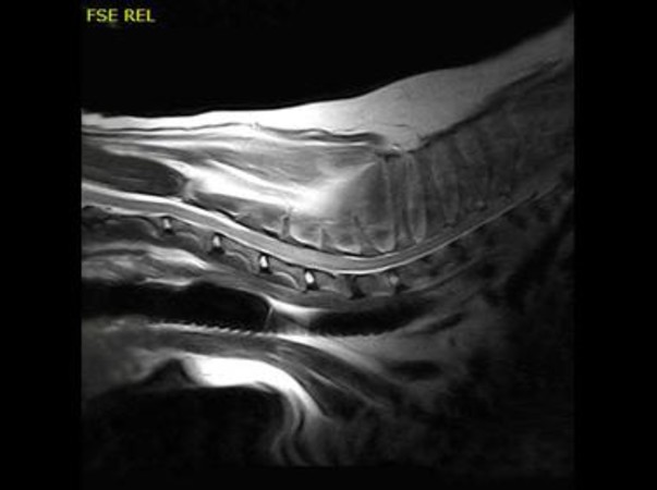 Clinical Image - Vet-MR Grande