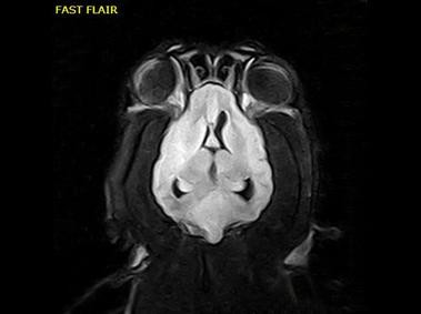 Clinical Image - Vet-MR Grande