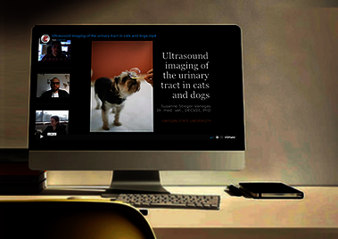 Ultrasound imaging of the urinary tract in cats and dogs