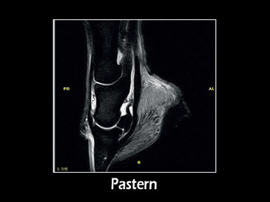 Clinical Image - G-scan equine: Pastern