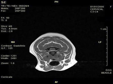 Clinical Image - Vet-MR - Cervical - SE T1 weighted transverse