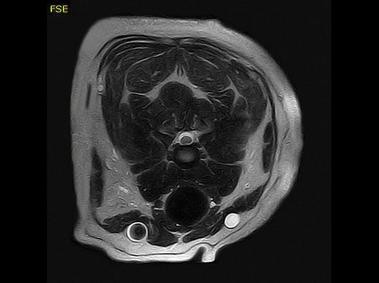 Clinical Image - Vet-MR Grande