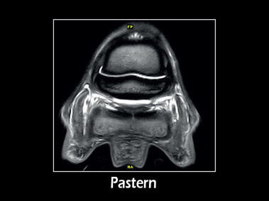Clinical Image - G-scan equine: Pastern