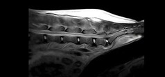 Clinical Image - Vet-MR Grande