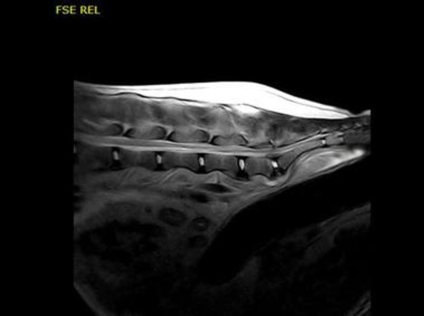 Clinical Image - Vet-MR Grande
