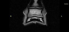 Clinical Image - Vet-MR Grande