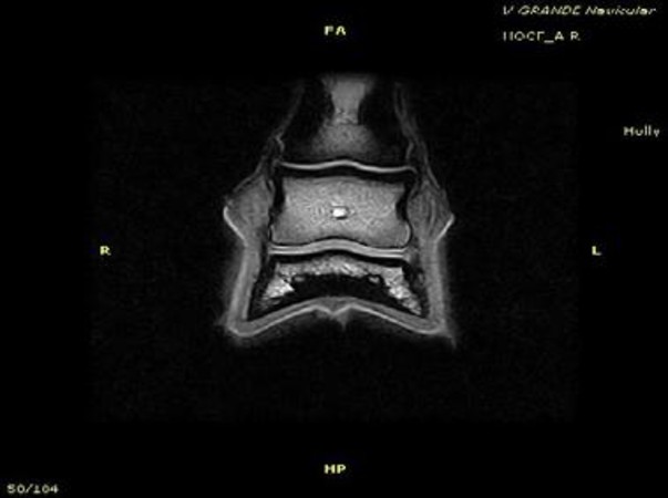 Clinical Image - Vet-MR Grande