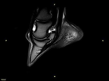 Clinical Image - Vet-MR Grande