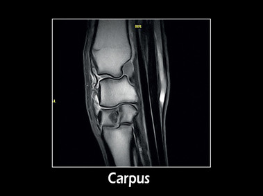 Clinical Image - G-scan equine: Carpus