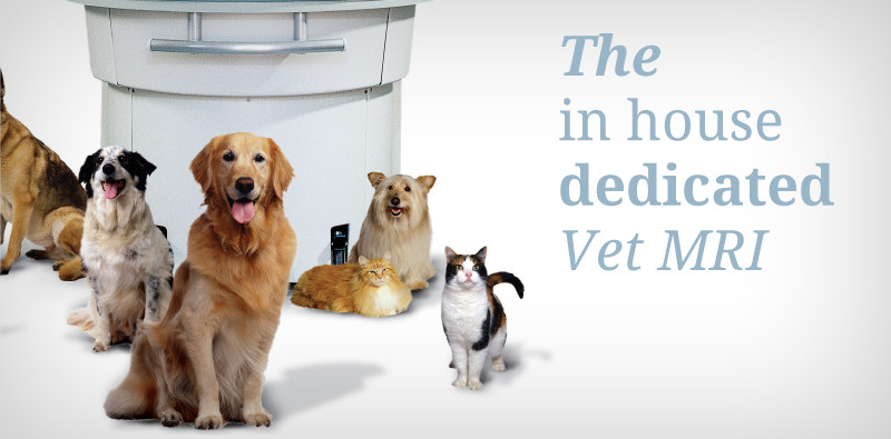 MR vet slide 2