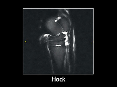 Clinical Image - G-scan equine: Hock