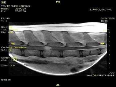 Imagen clínica - Vet-MR - Sacrolumbar - SE dorsal ponderada en T1
