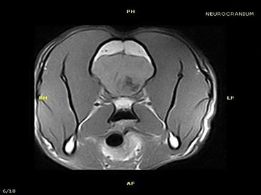 Clinical Image - Vet-MR - Neurcranium - SE T1 weighted dorsal