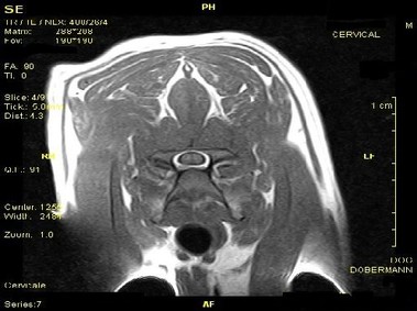Clinical Image - Vet-MR - Cervical - SE T1 weighted Transverse