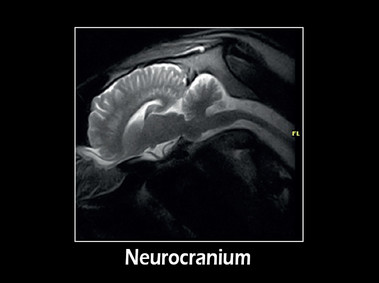 Clinical Image - G-scan equine: Neuro