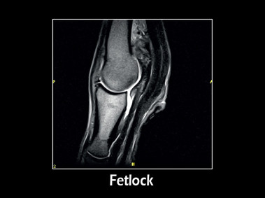 Clinical Image - G-scan equine: Fetlock