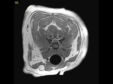 Clinical Image - Vet-MR Grande