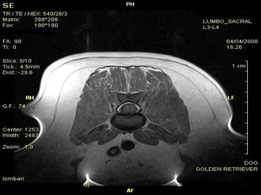 Clinical Image - Vet-MR - Lumbar-sacral - SE T1 weighted dorsal