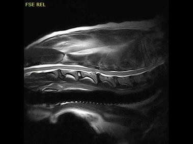 Clinical Image - Vet-MR Grande