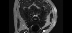 Clinical Image - Vet-MR Grande