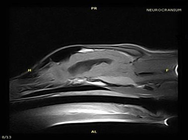 Clinical Image - Vet-MR - Neurocranium - SE T1 weighted dorsal