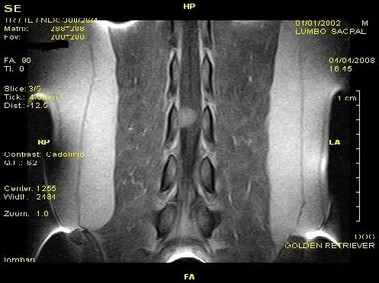 Imagen clínica - Vet-MR - Sacrolumbar - SE dorsal ponderada en T1