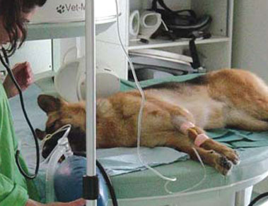 VET Clinical Solutions