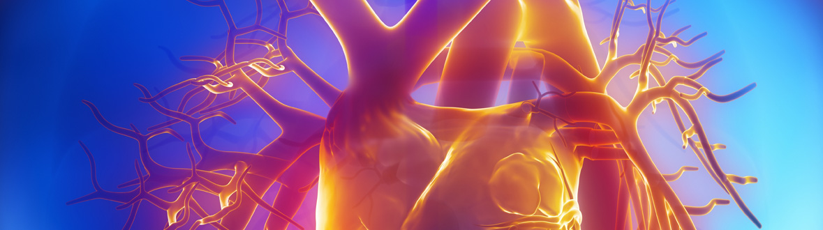 Cardiovascular