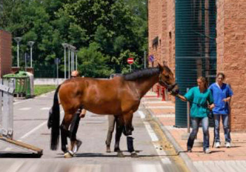 Ultrasonography of the horse