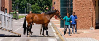 Ultrasonography of the horse
