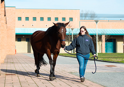 Equine echocardiography