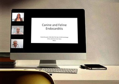 Clinical diagnosis and imaging of endocarditis in dogs and cats