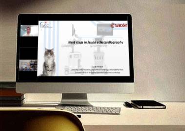 Next steps in feline echocardiography