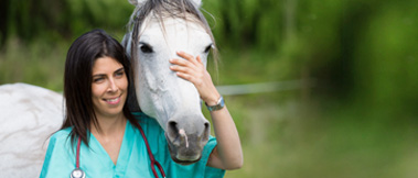 Equine