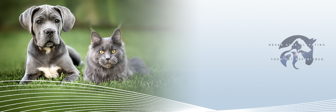 esaote-vet-banner-cat-and-dog_01.jpg