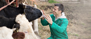 Farm Animals