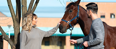 Equine echocardiography