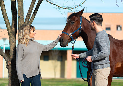 Equine echocardiography
