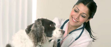 Vet magazine