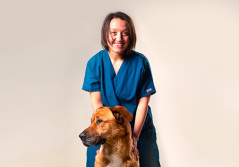 Canine ultrasonography