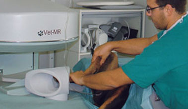 VET MRI Coils