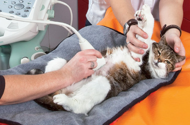 Vet probes