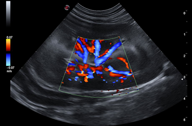 Vet Us Clinical images