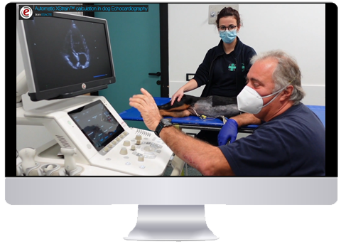 Automatic XStrain<sup>™</sup> calculation in dog Echocardiography